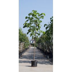 2 stuks! Anna Paulownaboom Paulownia tomentosa h 250 cm st. omtrek 10 cm boom