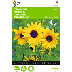 2 stuks - Samen Helianthus Sonnenblume Stella kleinblütig - Buzzy