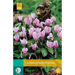 3 stuks - Cyclamen hederifolium 2 bollen