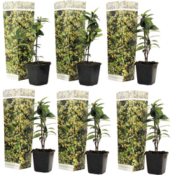 Toscaanse jasmijn - Set van 6 - Trachelospermum jasm. - Hoogte 25-40cm - ⌀9cm