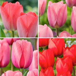 Tulipa Rood & Roze Tulpenmix - Bloembollen - Set van 160