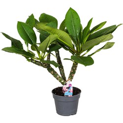 Plumeria Frangipani Hawaii - Pot 17cm - Hoogte 45-55cm