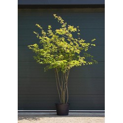 Krentenboom meerstammig Amelanchier lamarckii h 275 cm