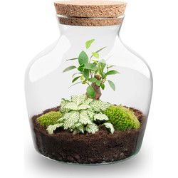 URBANJNGL - Planten terrarium • Little Joe • Ecosysteem plant • ↑ 21,5 cm