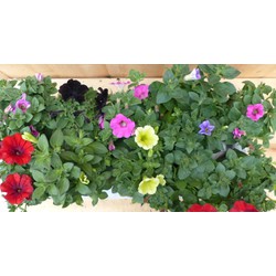 Petunia Surfinia 10 potjes per tray kleur mix - Warentuin Natuurlijk