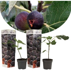 Ficus Carica - Set van 2 - Winterharde Vijgenboom - Pot 9cm - Hoogte 25-40cm