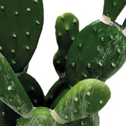 Repto Aquadistri plant cactus opuntia