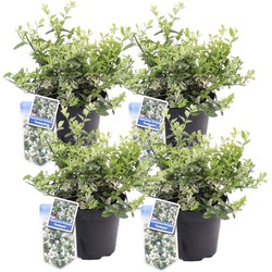 Euonymus Harlequin - Set van 4 - Groenblijvend - Pot 17cm - Hoogte 20-30cm