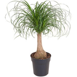 Beaucarnea recurvata - Robuuste stam - Olifantspoot - Pot 21cm - Hoogte 60-70cm