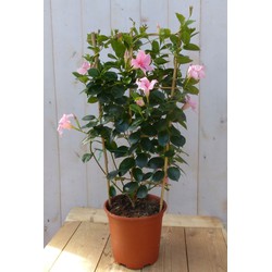 Dipladenia Mandevilla Sundaville roze 90 cm