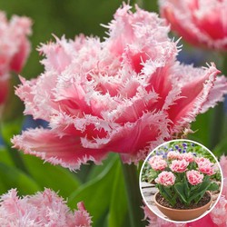 Tulipa Queensland - Bloembollen x15 - Tulp - Roze Wit