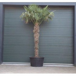 Chinese waaierpalm Trachycarpus Fortunei h 300 cm st. h 200 cm