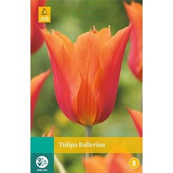 5 stuks - Tulipa Ballerina 5 bollen