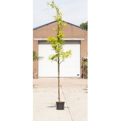 Gele valse Christusdoorn Gleditsia tr. Sunburst h 250 cm st. omtrek 8 cm - Warentuin Natuurlijk