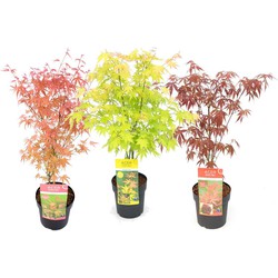 Acer palmatum - Set van 3 - Japanse Esdoorn - Pot 19cm - Hoogte 60-70cm