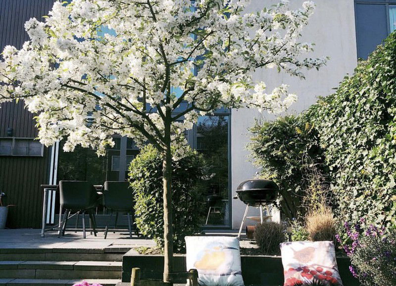 Barbecues onder de 250 euro en alles wat je daarbij nodig hebt 