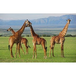 2x Giraffe placemats 3D 28 x 44 cm - Placemats