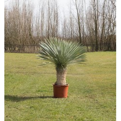 Gewone palmlelie Yucca rostrata h 140 cm st. h 55 cm - Warentuin Natuurlijk