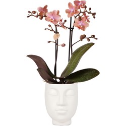 Kolibri Orchids | Phalaenopsis orchidee Fragrance Roze in Face to Face pot wit - 40cm hoog - Ø9 cm