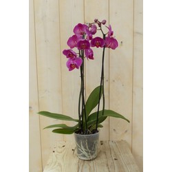 Vlinderorchidee Twee Takken roze 60 cm