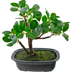 Hoyz Greenery - Kunstplant Bonsai Ficus 20 cm