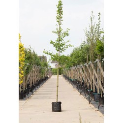 Japanse notenboom Ginkgo biloba h 350 cm st. omtrek 12 cm