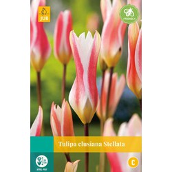 Tulipa clusiana Stellata