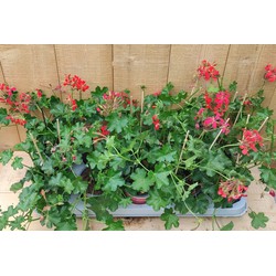 Oostenrijkse Hanggeranium 10 potjes per tray kleur rood - Warentuin Natuurlijk