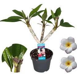 Plumeria Frangipani Paars - Hawaii - Pot 17cm - Hoogte 55-70cm