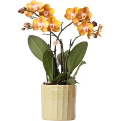 Kolibri Orchids | Oranje Phalaenopsis orchidee Las Vegas in groene Stripe sierpot  -  Ø12cm