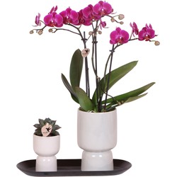 Kolibri Company - Set van paarse orchidee en Succulent op zwart dienblad - vers van de kweker
