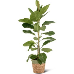 We Love Plants - Ficus Altissima + Mand Irma - 85 cm hoog - Luchtzuiverende plant