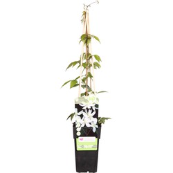 Hello Plants Clematis Montana Grandiflora Bosrank - Klimplant - Ø 15 cm - Hoogte: 65 cm