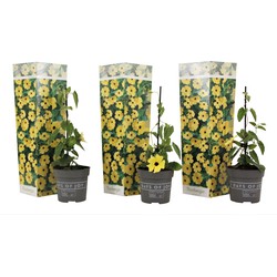 Thunbergia alata Lemon Star - Set van 3 - Klimplant - Pot 9cm - Hoogte 25-40cm
