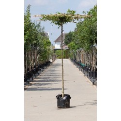 Haagbeuk vierkant dak Carpinus betulus h 250 cm st. omtrek 18 cm st. h 240 cm