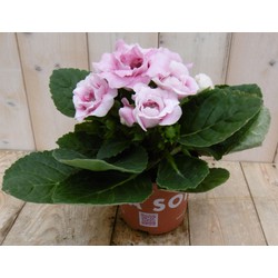 Kamerplant Gloxinia roze