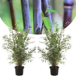 Fargesia Gansu - Set van 2 - Niet woekerende Bamboe - Pot 17cm - Hoogte 50-70cm