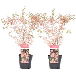 Acer palmatum 'Taylor' - Set van 2 - Japanse Esdoorn - Pot 19cm - Hoogte 50-60cm