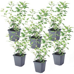 Solanum Rantonnetii 'Nachtschade' - 6 stuks - Struik - Pot 9 cm - Hoogte 25-40cm