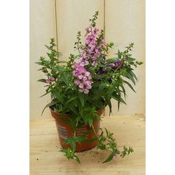 3 stuks! Diascia paars