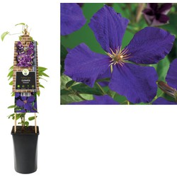 3 stuks - Klimplant Clematis Jackmanii 75 cm