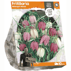 3 stuks - Fritillaria Meleagris Mixed per 10