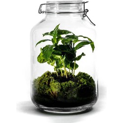 Growing Concepts Jar Large terrarium - Coffea arabica plant 30cm / 17cm / Glas - 30cm