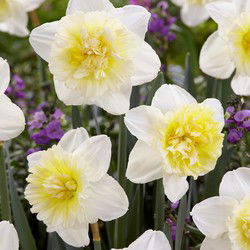 Narcissen - Set van 20 - Narcissus 'Ice King' - Bloembollen - Geel