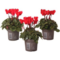 Cyclamen persicum 'Winfall Scarlet' - Set van 3 - Pot 9cm - Hoogte 10-20cm