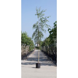 Treur berk Betula pen. Tristis h 450 cm st. omtrek 16 cm st. hoogte 210 cm