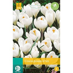 3 stuks - Crocus Jeanne d'Arc 12 bollen