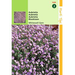 2 stuks - Aubrietia Hybrida Grfl.Whitewell Gem