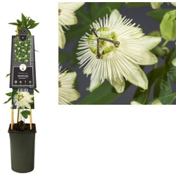 Klimplant Passiflora Snow Queen PBR 75 cm