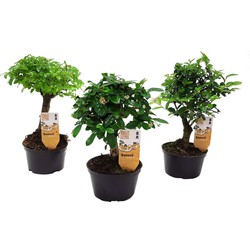 Bonsai Mix - Chinese Bonsai - Mix van 3  - Pot 9,5cm - Hoogte 20-30cm